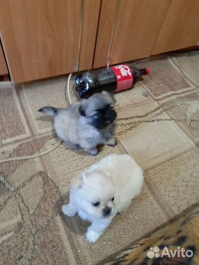 Щенки пекинеса