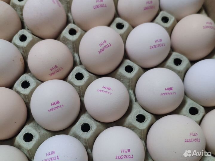 Инкубационное яйцо бройлера и индейки
