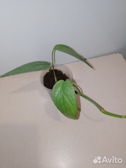 Сциндапсус Себу блю