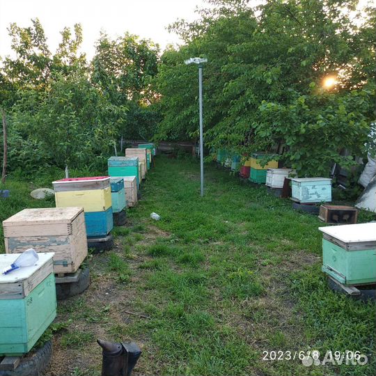 Улей с пчелами