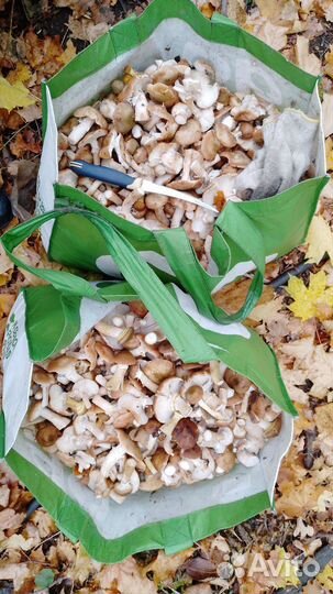 Грибы Опята свежие