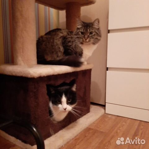 Передержка животных