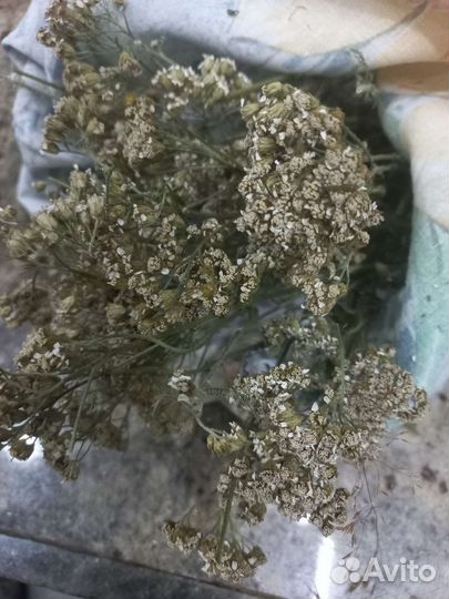 Тысячелистник