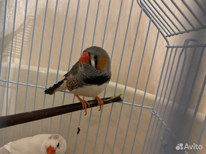 Зебровые амадины