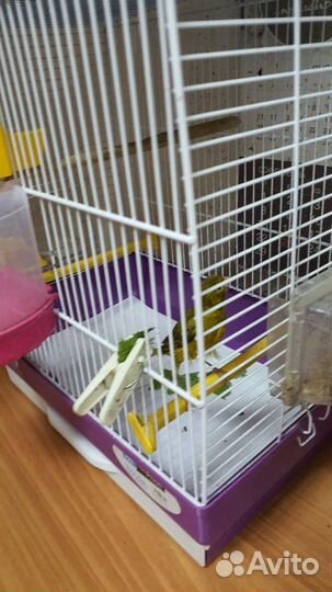 Кенара и канарейки