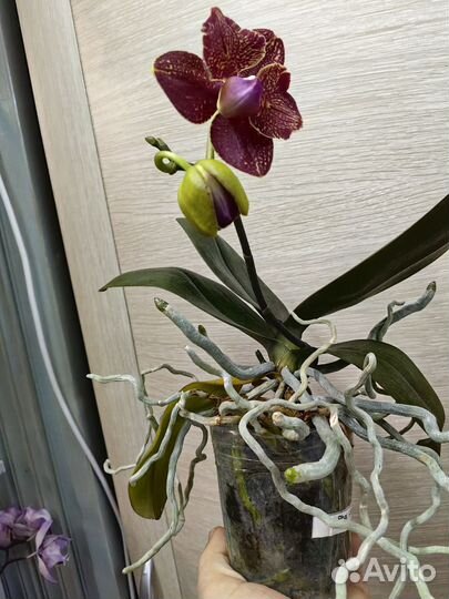 Орхидея I -Hsin Claire 551 бабочка цветёт