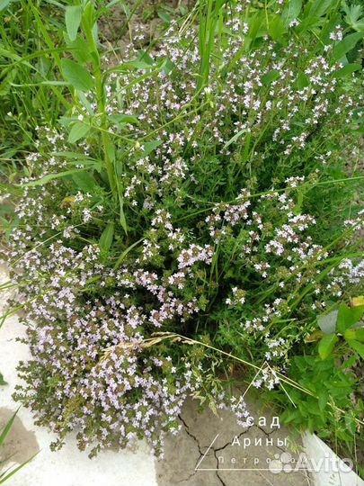 Тимьян Чабрец