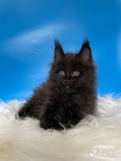 Черный мальчик