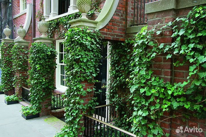 Плющ садовый