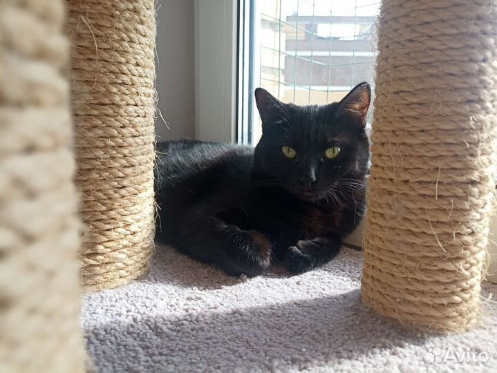 Котенок девочка Баги