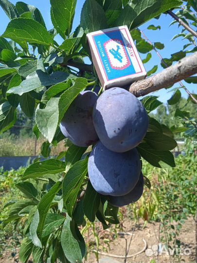 Саженцы привитые