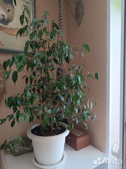 Фикус бенджамина