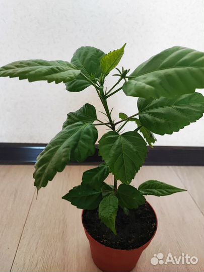 Комнатные цветы