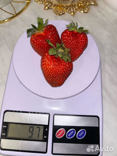 Рассада клубники