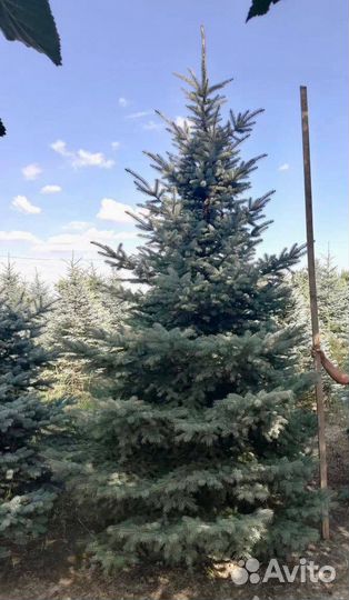 Ель колючая