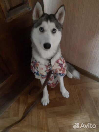 Сибирский хаски