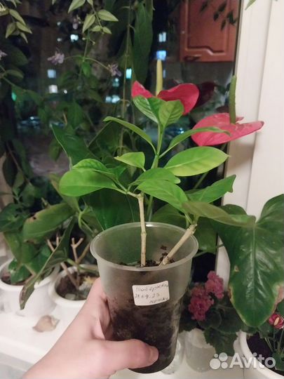 Табернемонтана