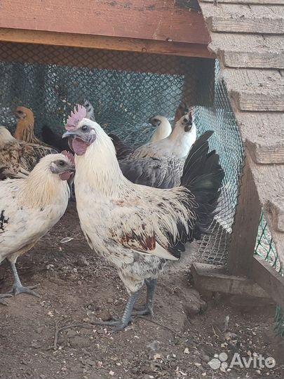 Породистые петушки
