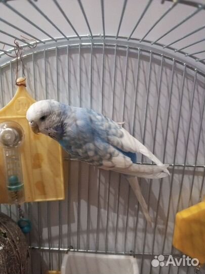 Попугаи ввп чехи