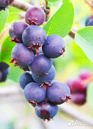 Варенье ирга клюква 10