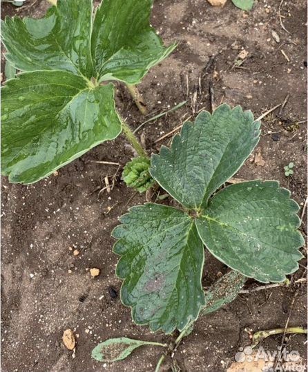 Принимаю заказы на рассаду клубники на осень