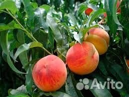 Куст персика