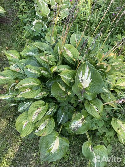 Хосты сортовые