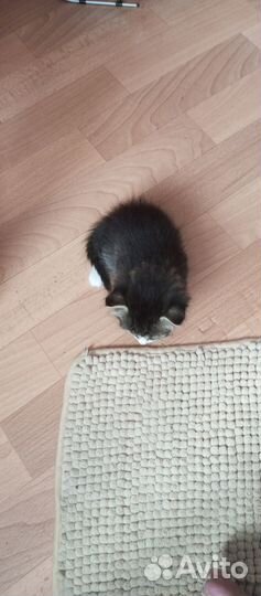 Котенок мальчик в добрые руки
