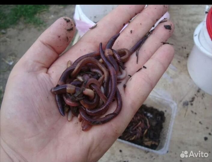 Черви дендробена