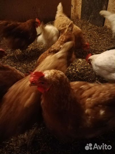 Куры несушки продам