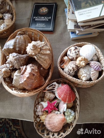 Морские ракушки