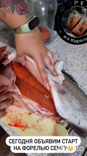 Форель из карелии привоз 30 августа