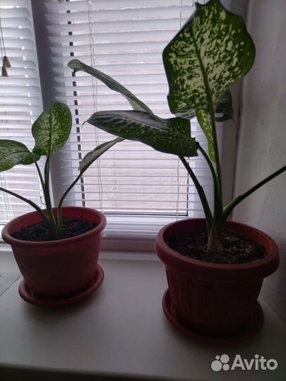 Диффенбахия