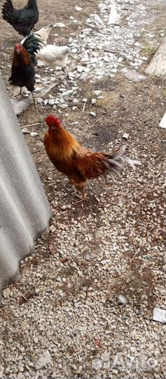 Молодые петухи