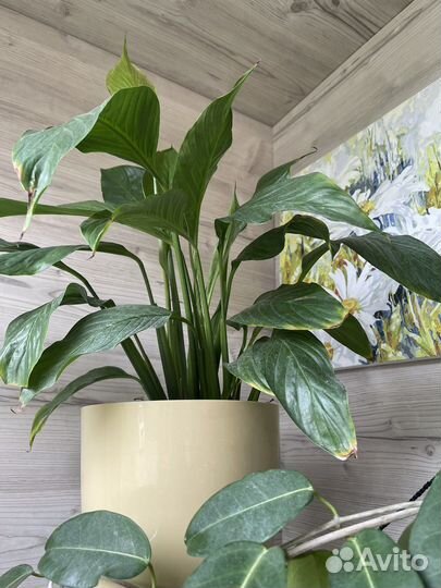 Комнатные цветы