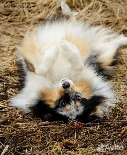 Дрессировка собак кинолог