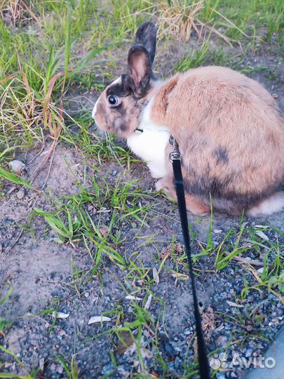Декоративный кролик