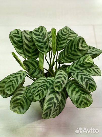 Калатея Бурле Маркс