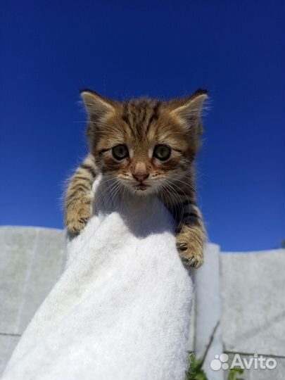 Котенок в добрые руки