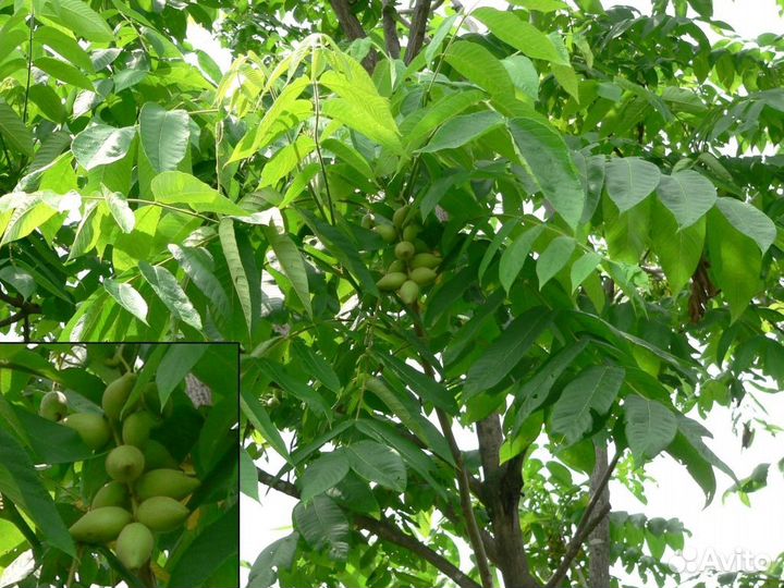 Маньчжурский орех