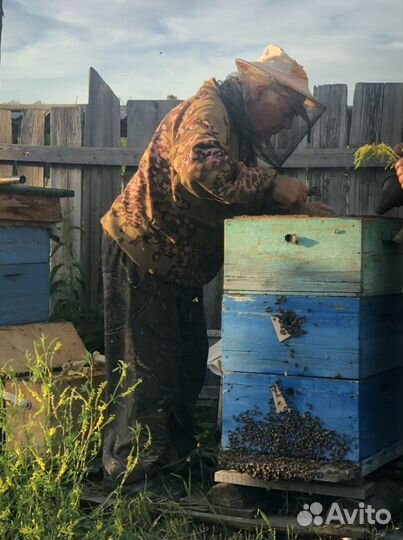 Продам пчел (пасеку)