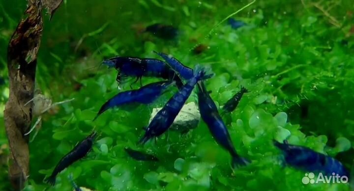 Креветки синие, желтые, красные