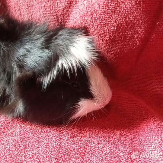 Морская свинка, самец