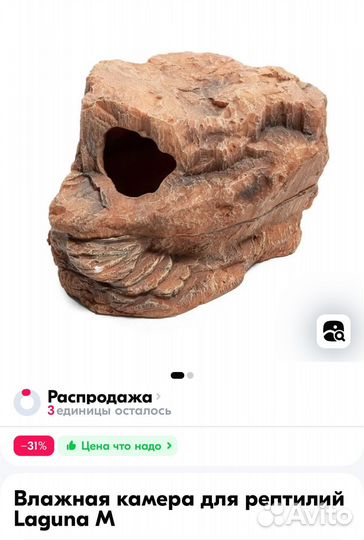 Самка эублефара с террариумом