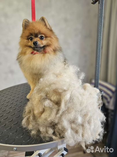 Стрижка животных на дому