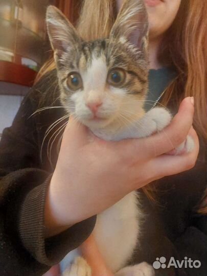 Кошка в дар бесплатно