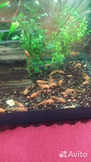 Продам сомиков Супер ред