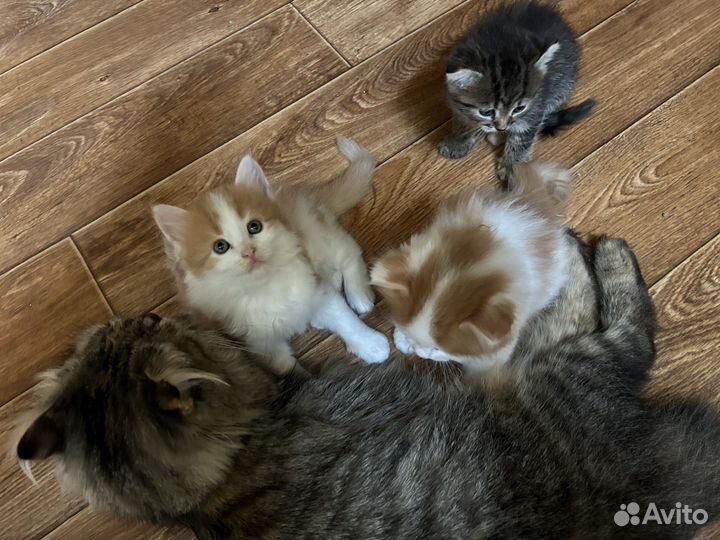 Отдам в добрые руки