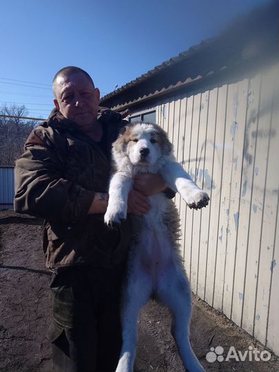 Щенки сао алабай