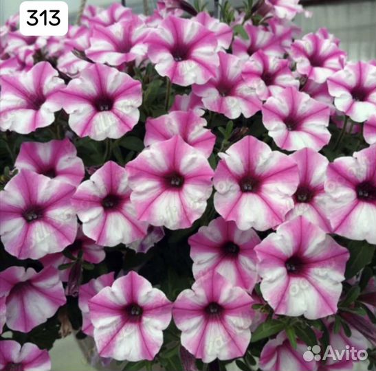 Вегетативные черенки петуньи